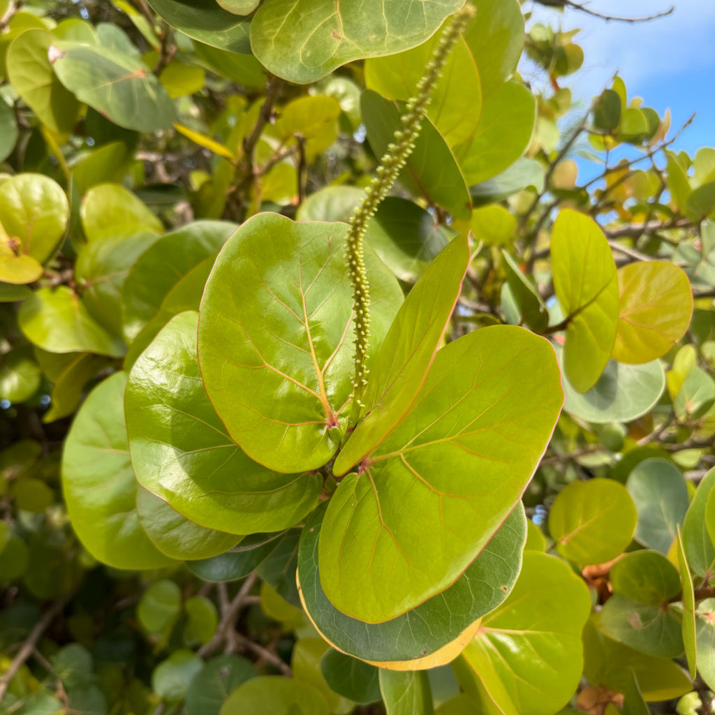 Close-up of a green leafy sea grape tree plant with large heart-shaped leaves and a central flowering stem, photographed outdoors among other foliage.