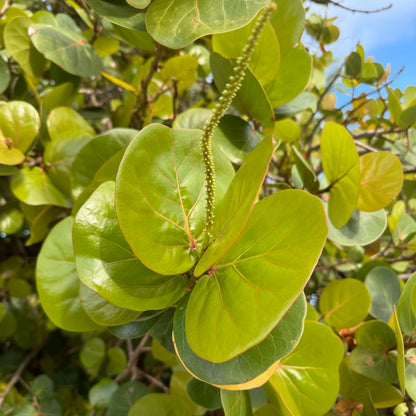 Close-up of a green leafy sea grape tree plant with large heart-shaped leaves and a central flowering stem, photographed outdoors among other foliage.