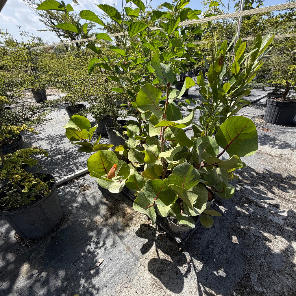 A potted sea grape green plant with large, broad leaves and reddish stems, photographed outdoors in a nursery or garden center with other pots and plants visible in the background.