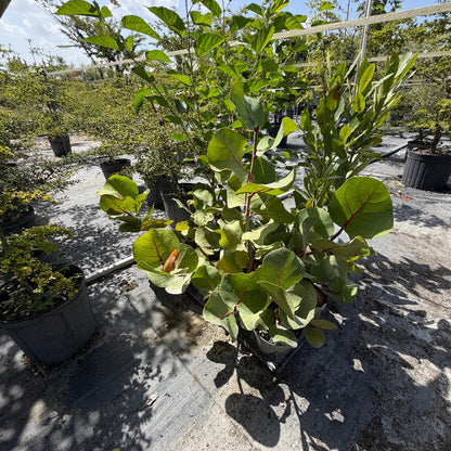 A potted sea grape green plant with large, broad leaves and reddish stems, photographed outdoors in a nursery or garden center with other pots and plants visible in the background.