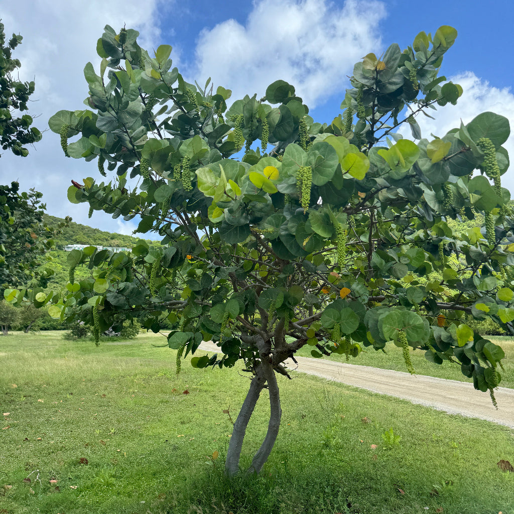 Sea Grape A green leafy tree with two trunks standing in a grassy outdoor area under a blue sky with white clouds.