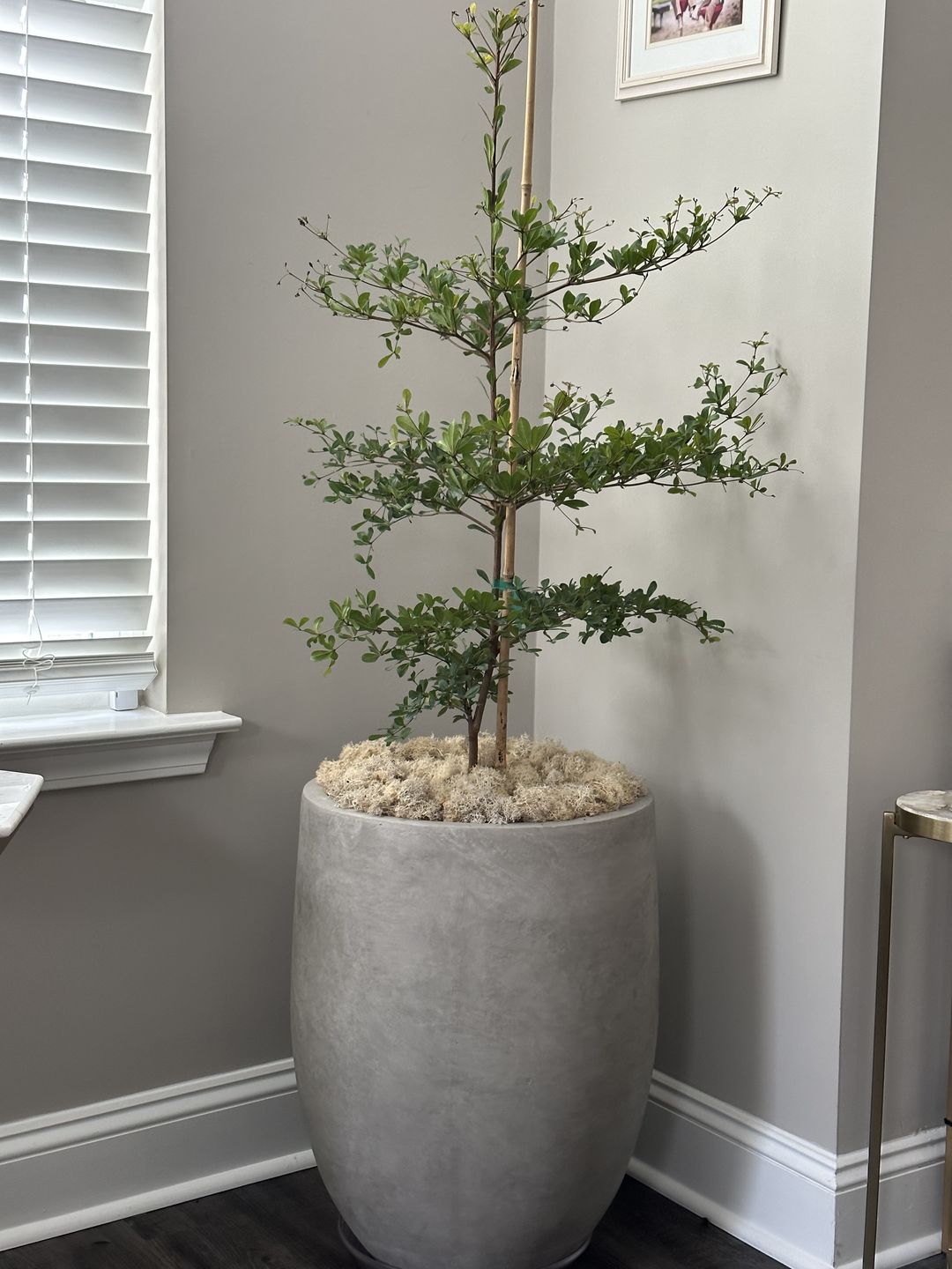 shady lady indoor plant Shady Lady, Bucida Buceras, Black Olive