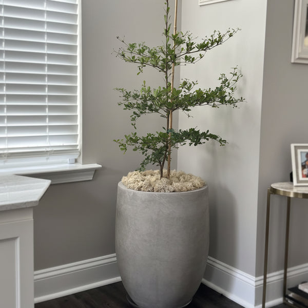 Buy Our Shady Lady, Bucida Buceras, Black Olive – Eureka Farms