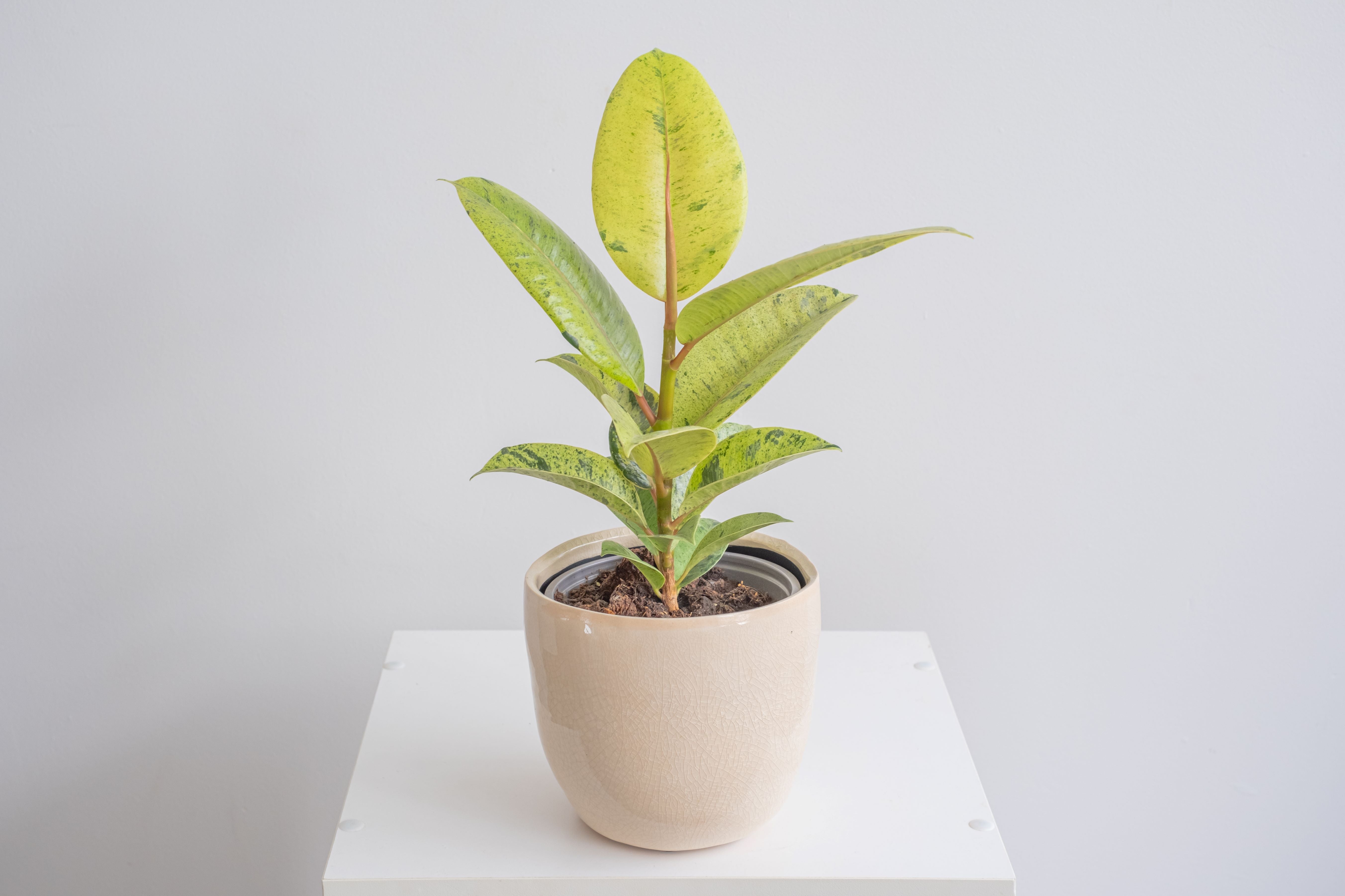 RARE Ficus elastica 2024 shivereana 4” pot - variegated rubber tree - houseplant - collector plant