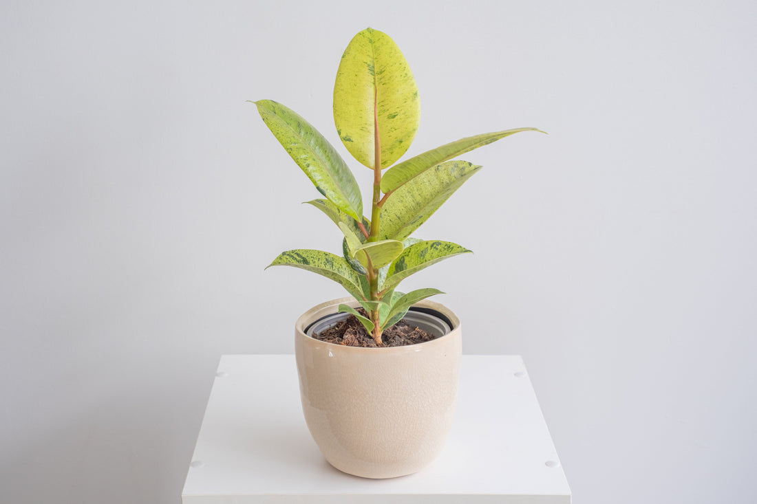 Ficus Shivereana Moonshine Bush on a table