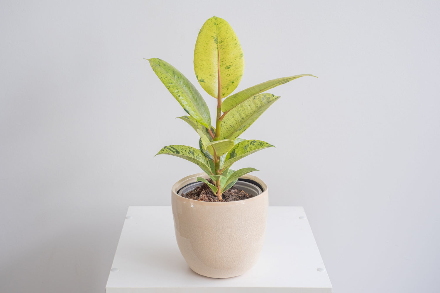5 Seeds Ficus Elastica Rubber Tree (Rubber Plant) Easy-Care Houseplant :  : Patio, Lawn & Garden