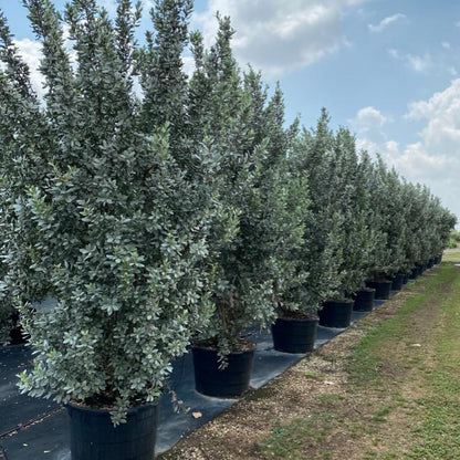 Bush Form Explore Our Silver Buttonwood Bush Form | Eureka Farms