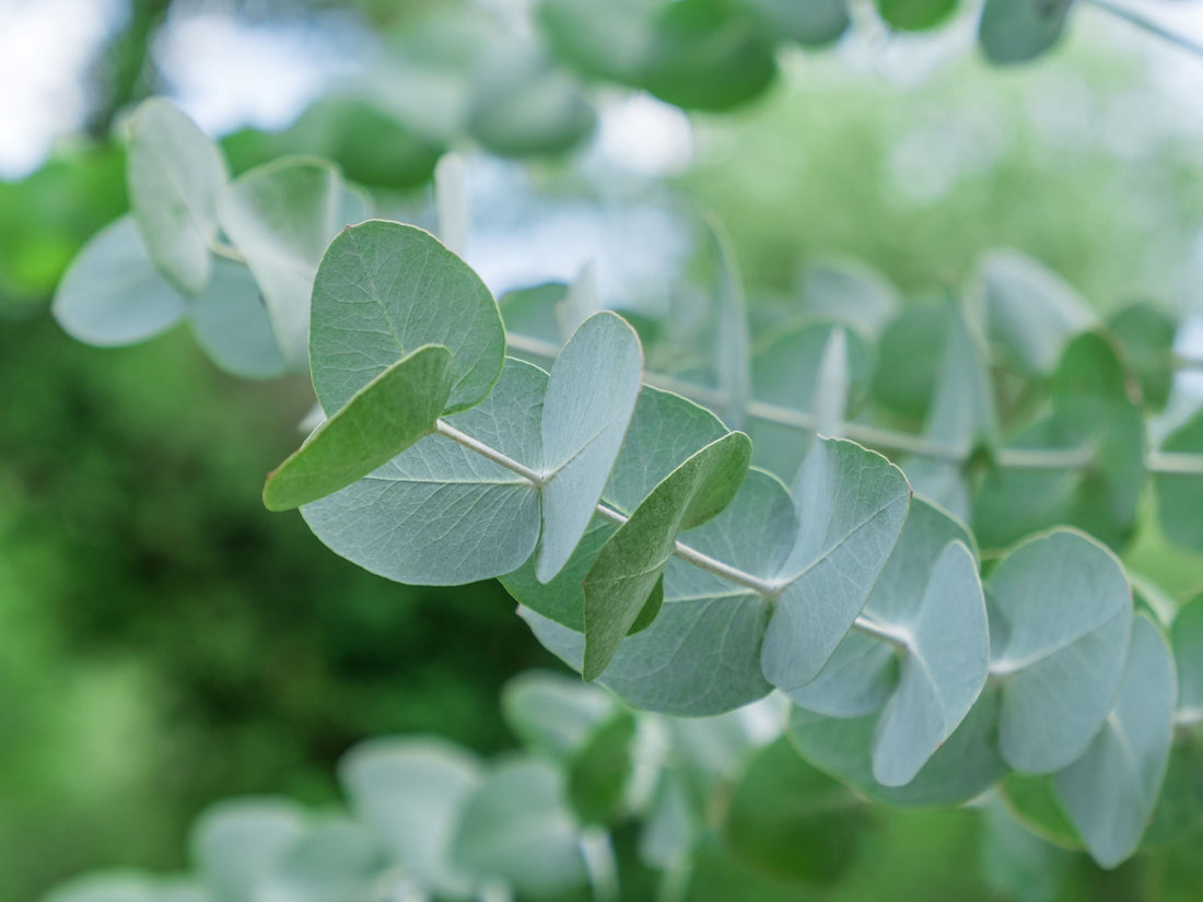 Silver Dollar Eucalyptus Tree