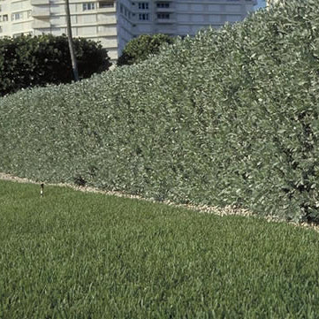 Bush Form Explore Our Silver Buttonwood Bush Form | Eureka Farms