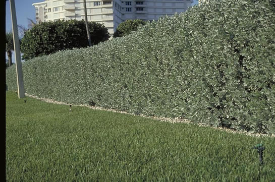 Silver Buttonwood Bush Form