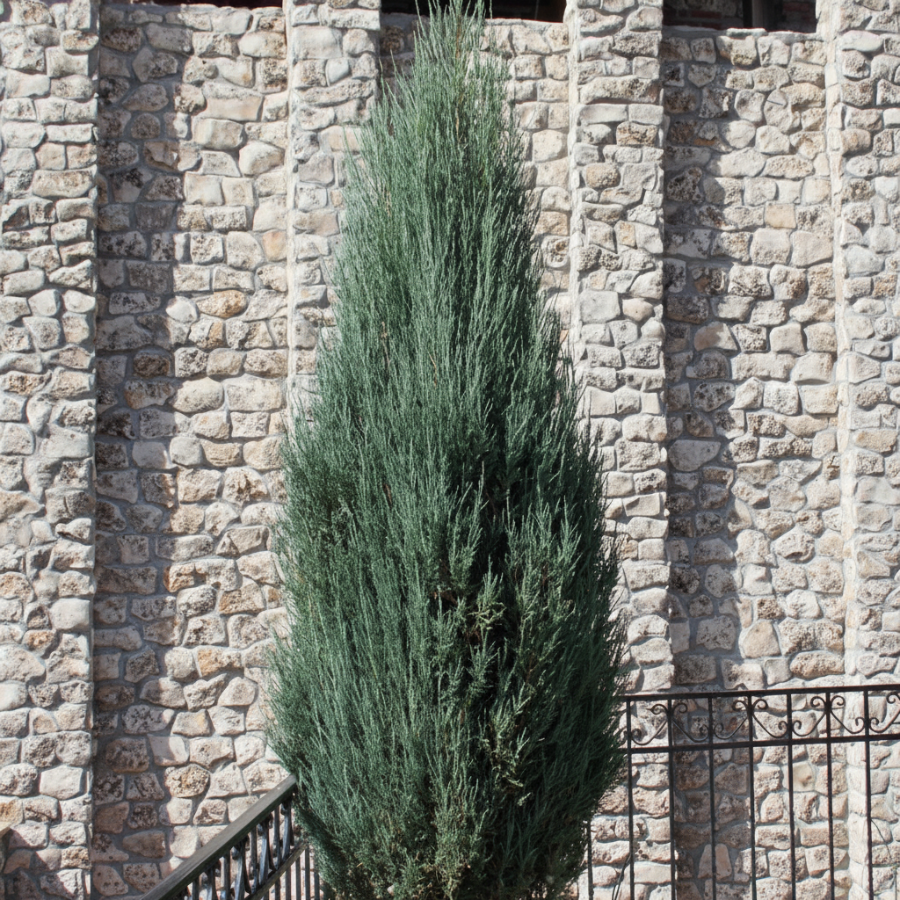 Skyrocket Juniper