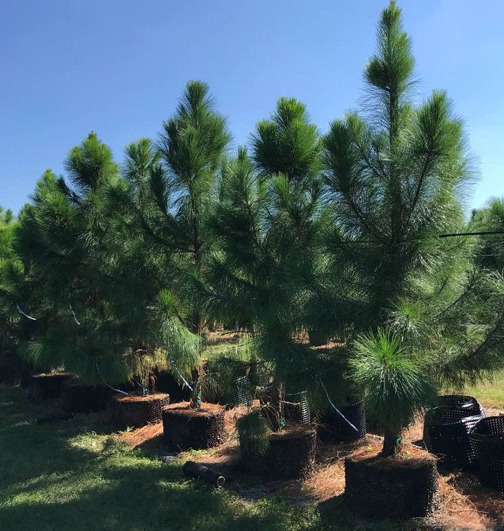 Shop Our South Florida Slash Pine | Eureka Farms