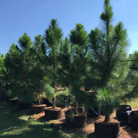 South Florida Slash Pine, Pinus Elliottii Densa
