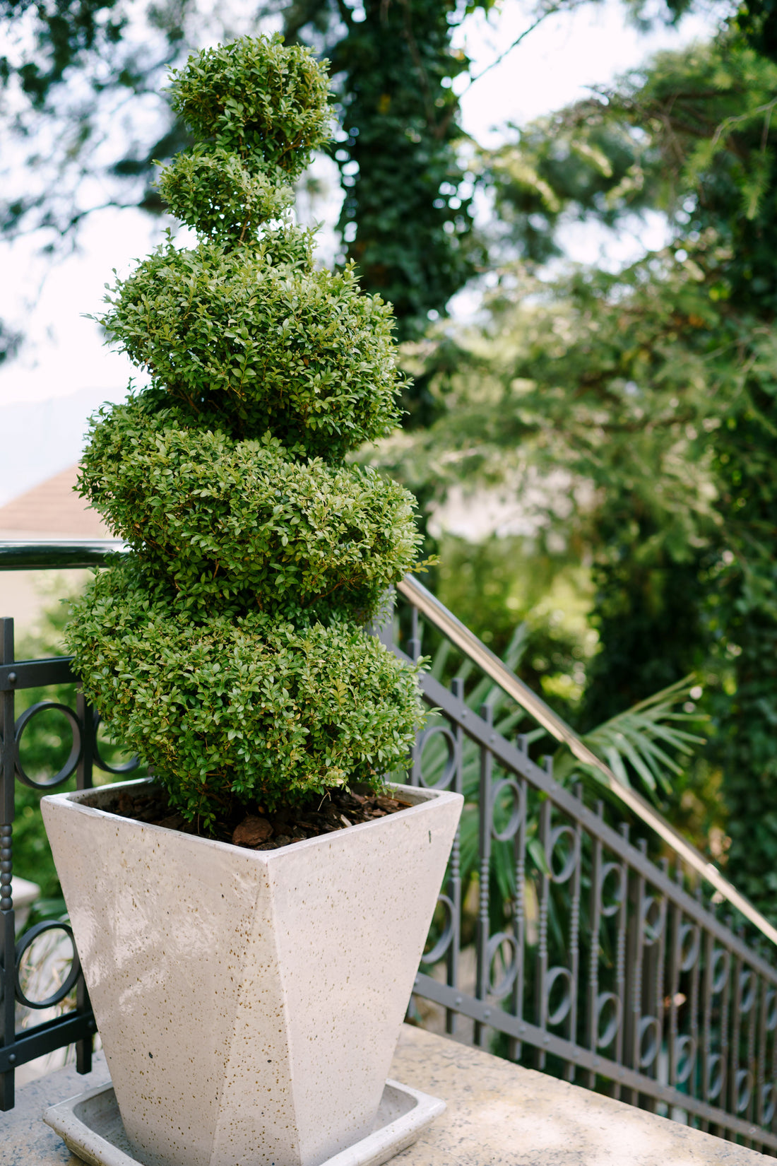 Topiary Spiral Japanese Blueberry Tree