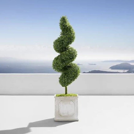 Topiary Eugenia Spiral, Tree Form
