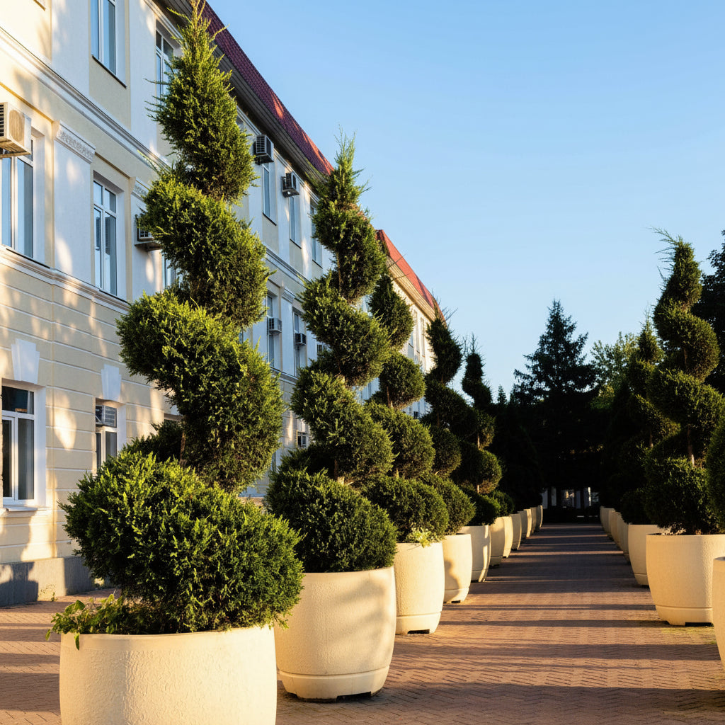Topiay spiral Row of potted trees in front of a building with a clear blue sky.