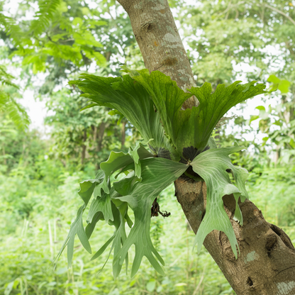Staghorn Fern, Platycerium Grande A green staghorn plant with large, fan-like lobes growing on a tree trunk in a lush, green outdoor forest setting.
