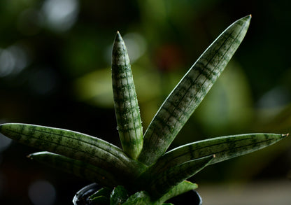sansevieria cylindrica vs starfish Sansevieria Starfish, Snake Plant, Deco Pot