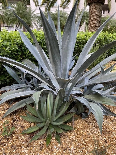 Agave Amarillo Century Plant