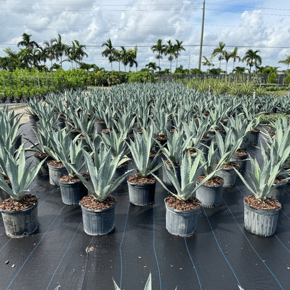 Agave Super blue in nursery pot