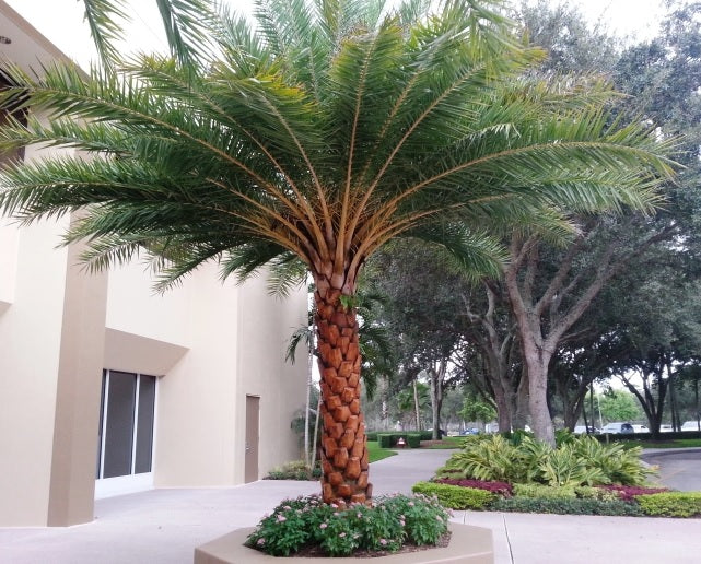 Sylvester Date Palm, Phoenix Sylvestris Robusta