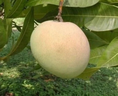 Tebow Mango Fruit Tree, Grafted