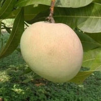 Tebow Mango Fruit Tree, Grafted