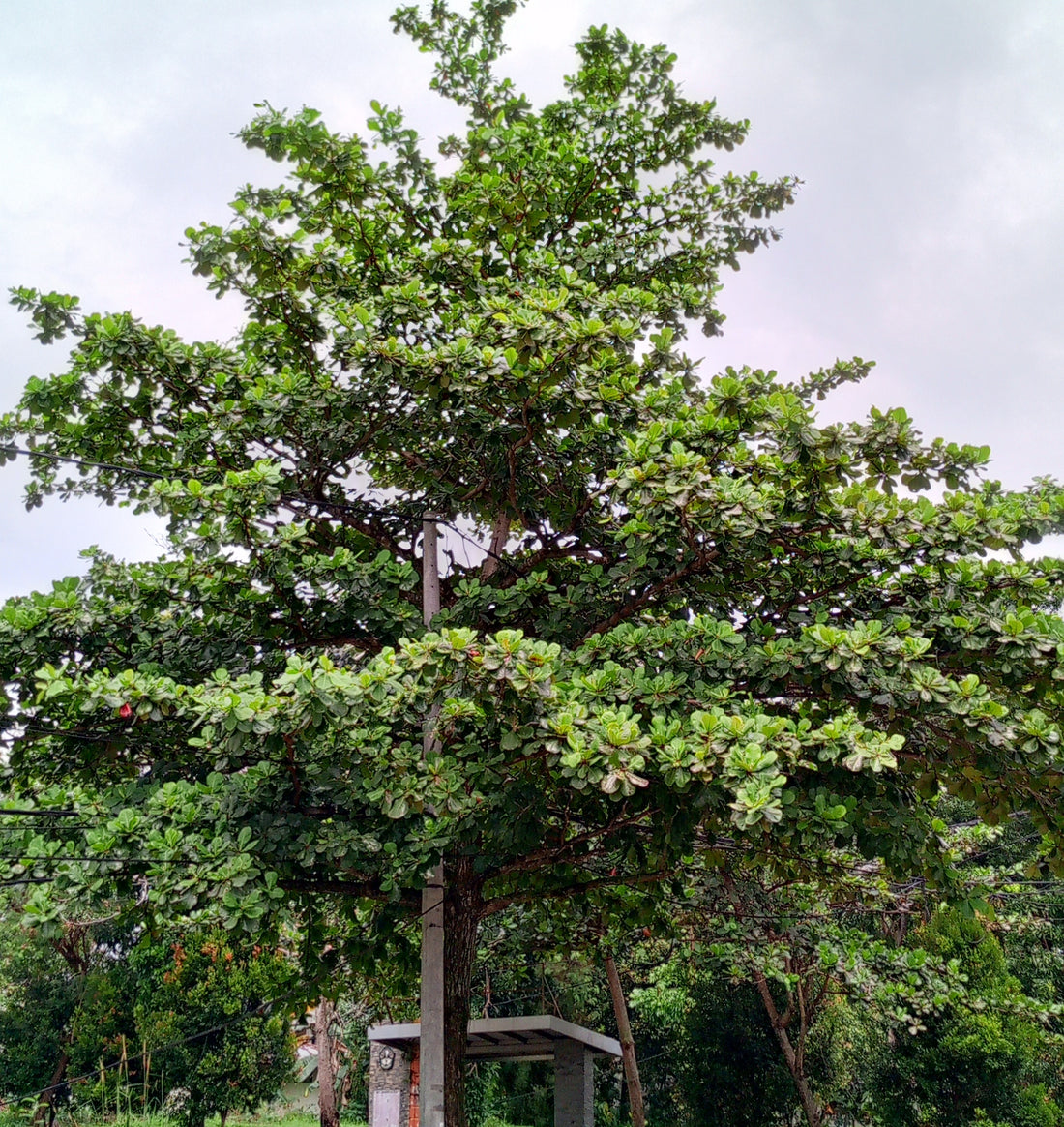 Tropical Almond Fruit Tree, Terminalia Catappa