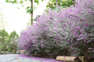 Buy Texas Sage, Silverleaf Purple Sage | Eureka Farms