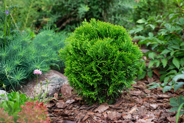 Little Giant Arborvitae Topiary Ball, False White Cedar