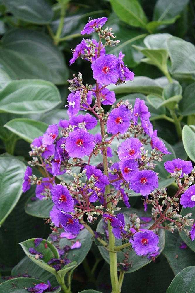 Tibouchina Grandifolia Large Leaf Princess Flowering Tree