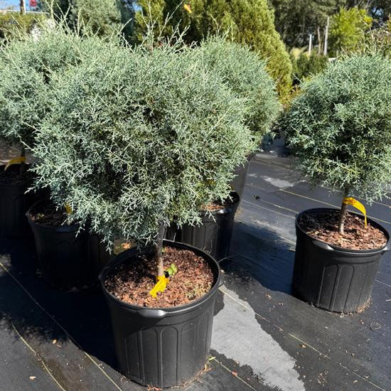 Mature Topiary Sphere Cosmic Egg Shape Carolina Sapphire in a 5-gallon nursery pot for outdoor use to amplify garden pathways or patios.
