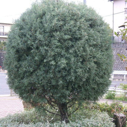 Full Grown Topiary Sphere Cosmic Egg Shape Carolina Sapphire for outdoor use to amplify a patio garden or luxury landscape.