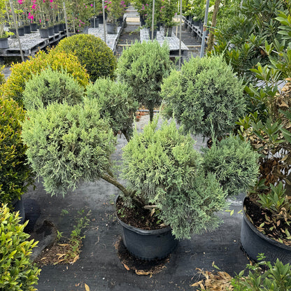 Topiary Blue Point Juniper 5gal