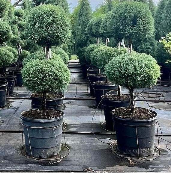 Topiary 2-Ball Carolina Sapphire