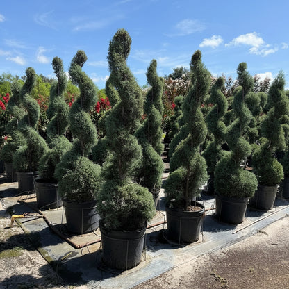 Carolina sapphire blue ice spiral topiary large Several tall, sculpted evergreen shrubs in black plastic pots arranged outdoors in a nursery or plant lot under a blue sky.