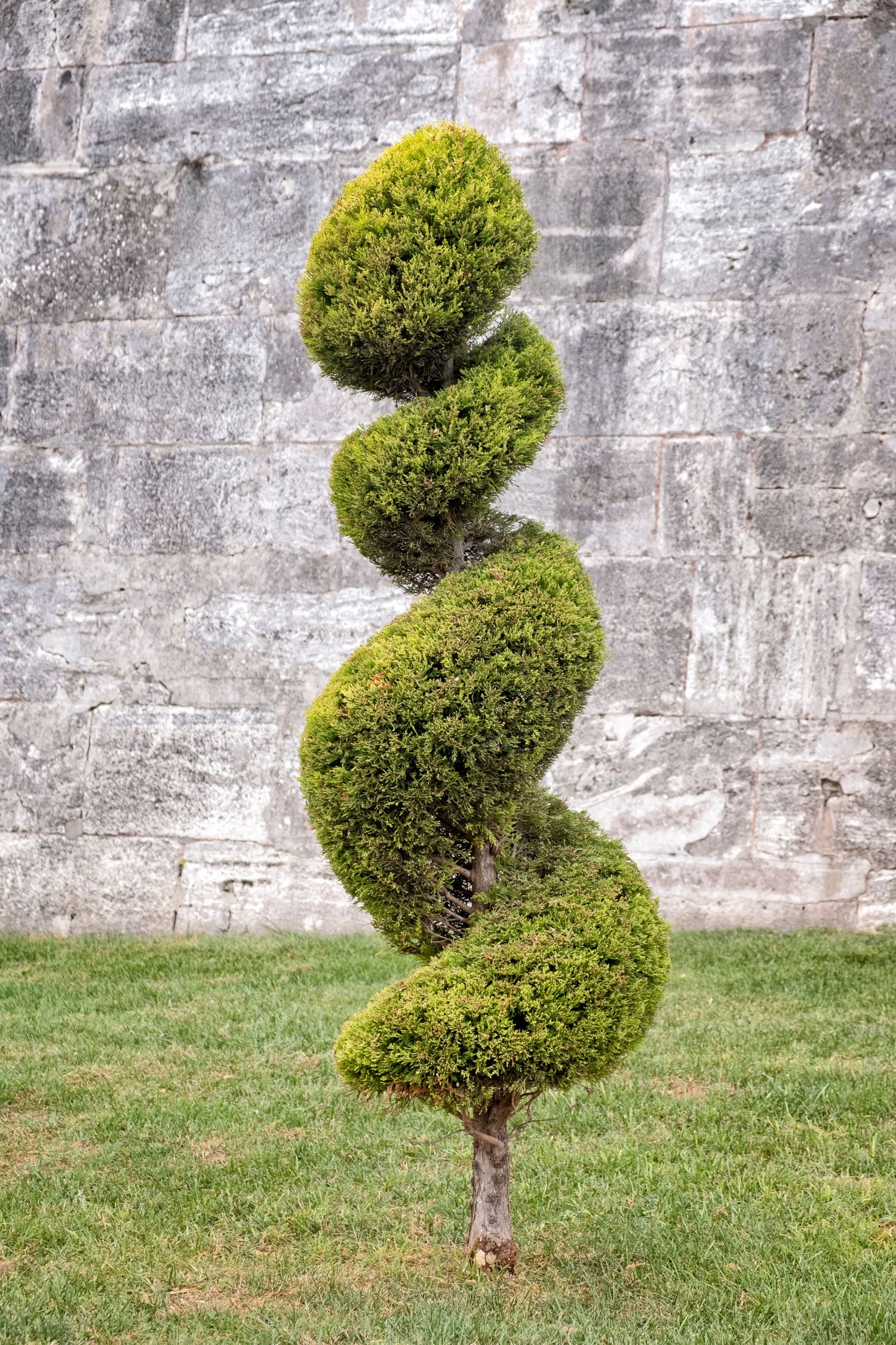 Topiary Spiral Tree Form Blue Point Juniper
