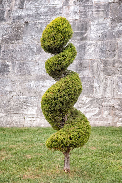 Topiary Spiral Tree Form Blue Point Juniper