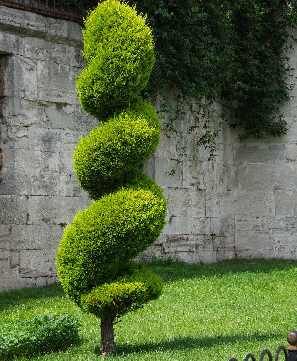 Spirca Tree Buy Topiary Spiral Blue Point Juniper Online | Eureka Farms