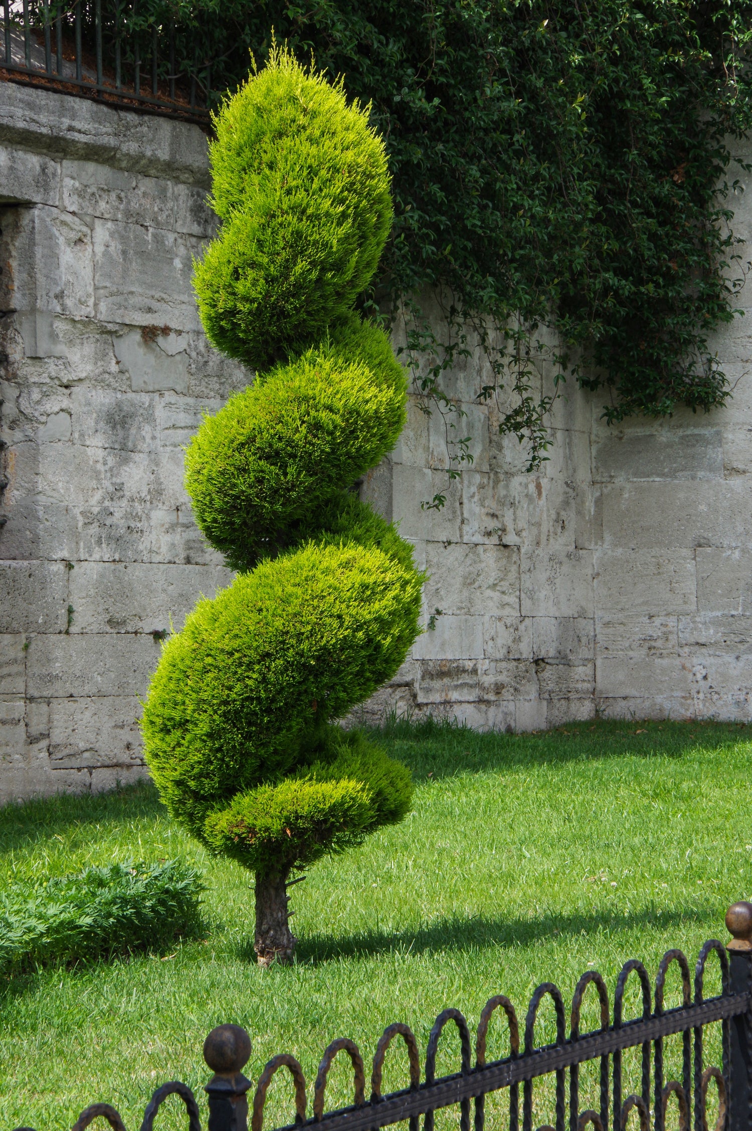 Topiary Trees, Spiral Tree Form Blue Point Juniper outside