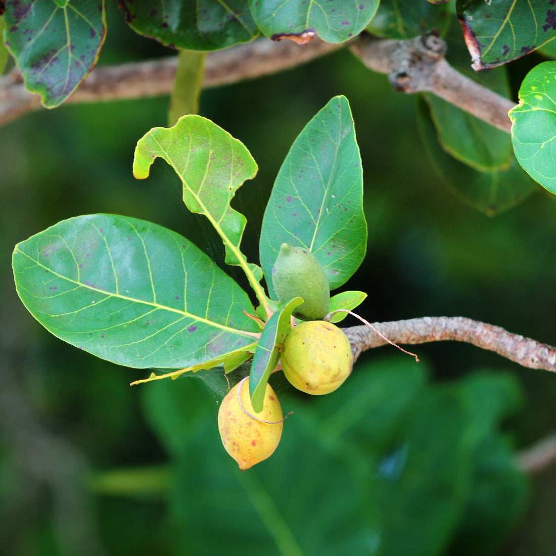 Tropical Almond Fruit Tree, Terminalia Catappa