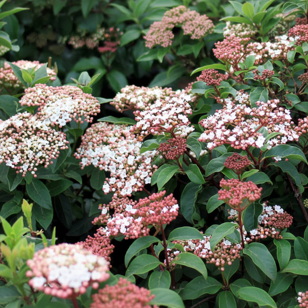 Viburnum Mrs Schillers Delight, Flowering Shrub