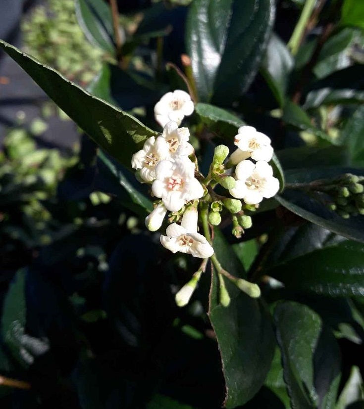 white leaves of Viburnum Suspensum, Flowering Shrub