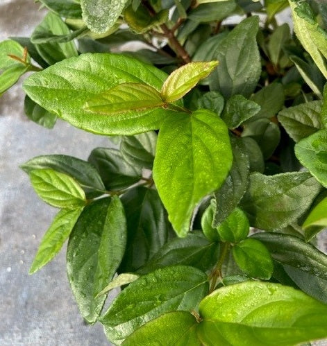 front view of Viburnum Suspensum, Flowering Shrub