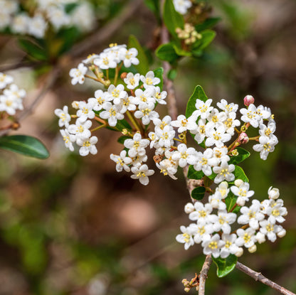 Viburnum Mrs Schillers Delight, Flowering Shrub