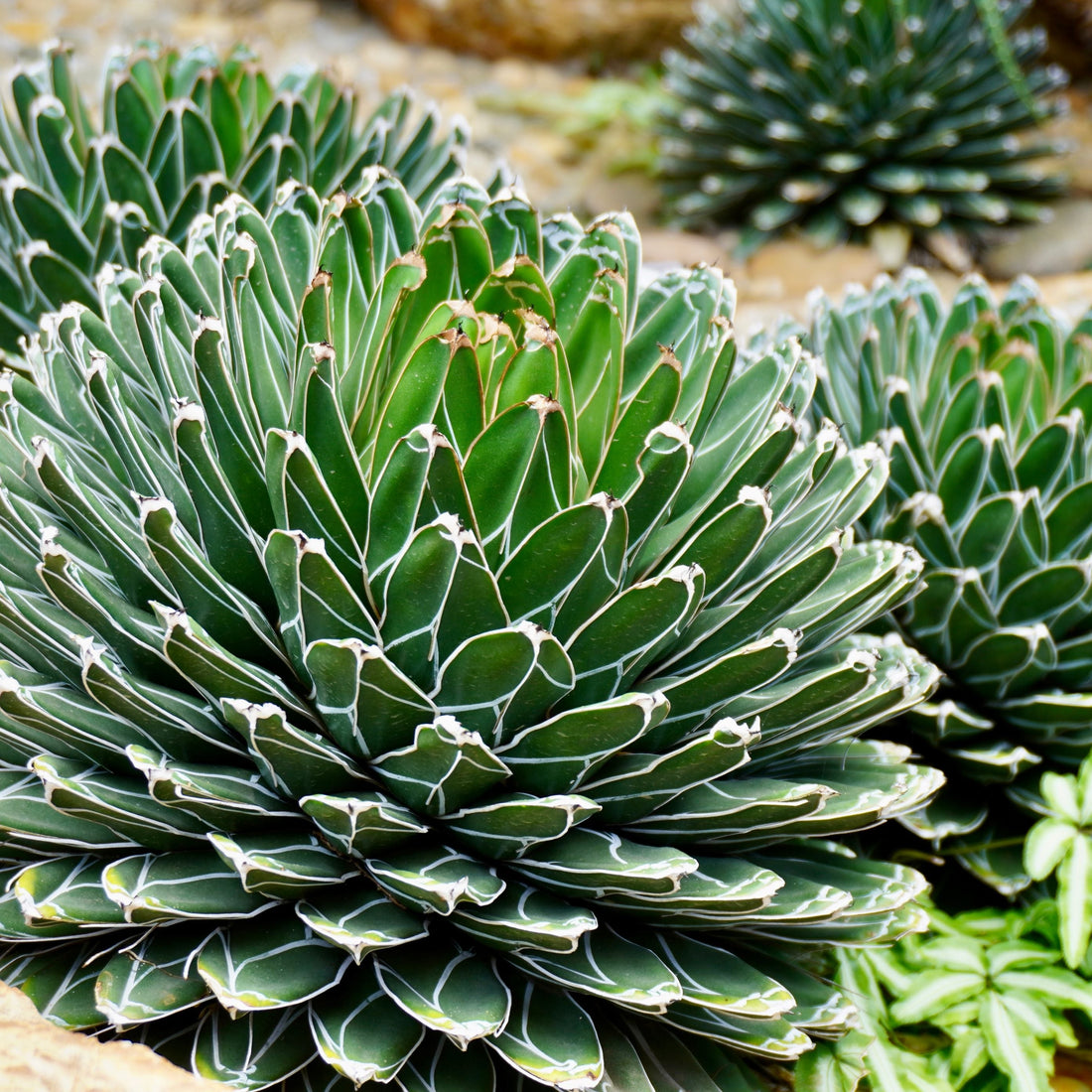 Agave Queen Victoria Reginae Porcupine Planted in Ground