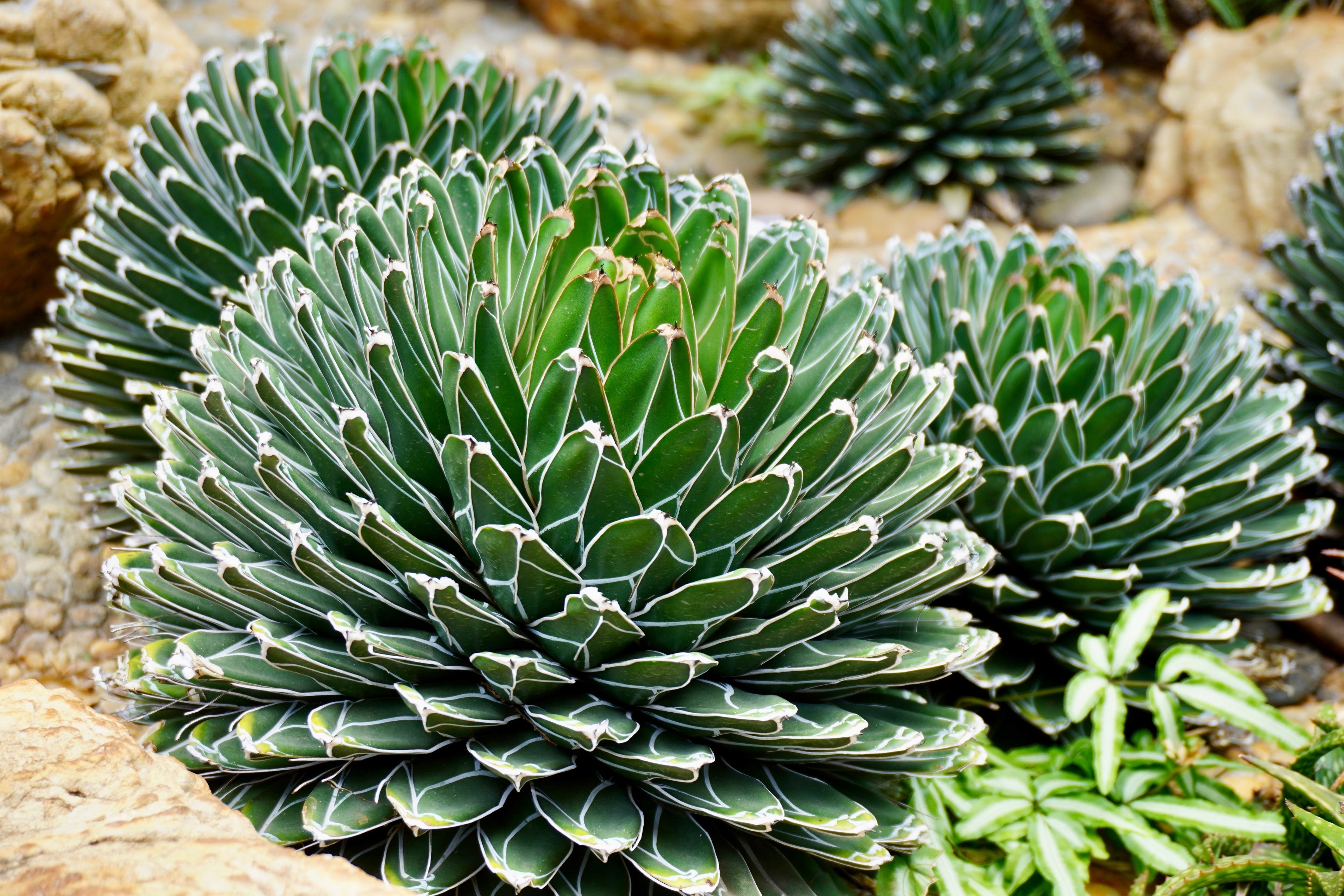 Agave Queen Victoria Reginae Porcupine