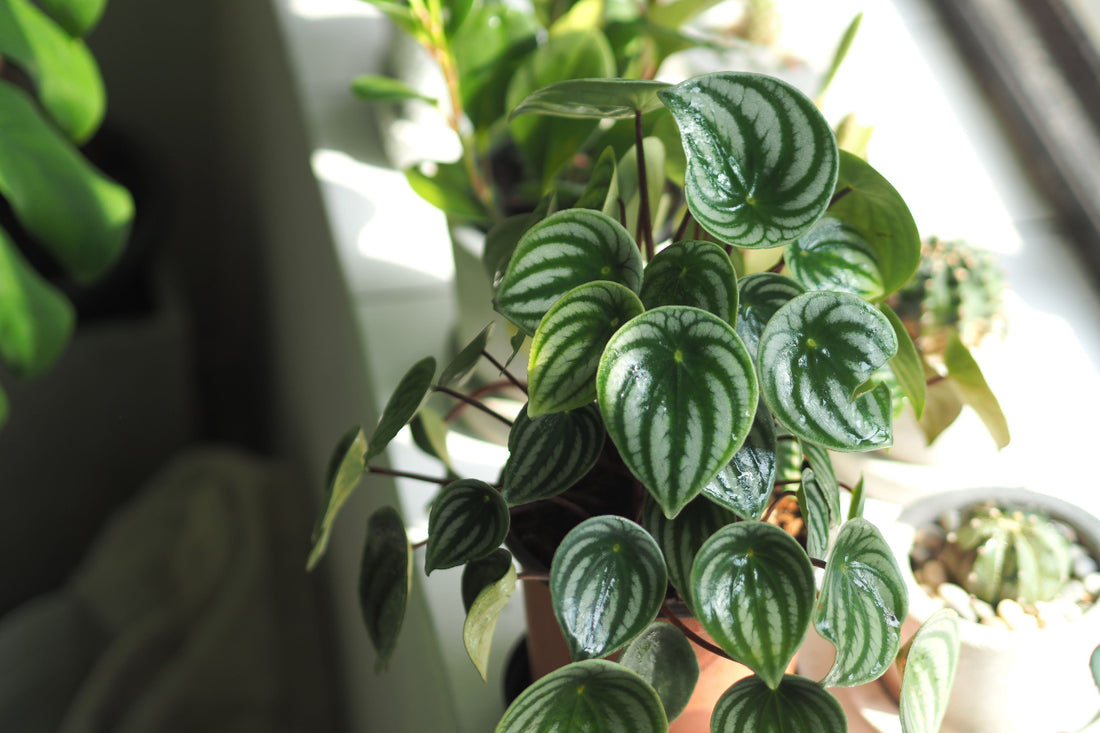 Potted Watermelon Peperomia houseplant.