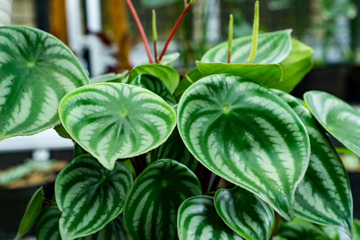 Peperomia Watermelon Baby Rubber Plant