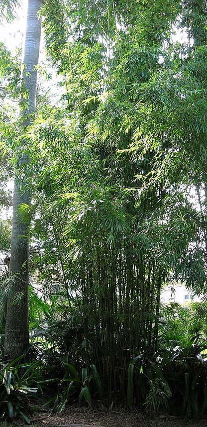 lucky bamboo in wild Wild Bamboo, Lasiacis Divaricata